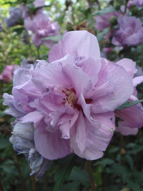Hibiscus syriacus 'Charles Breton' fleur P10
